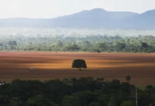 COP30: Governo exige R$ 476 mi de infratores ambientais